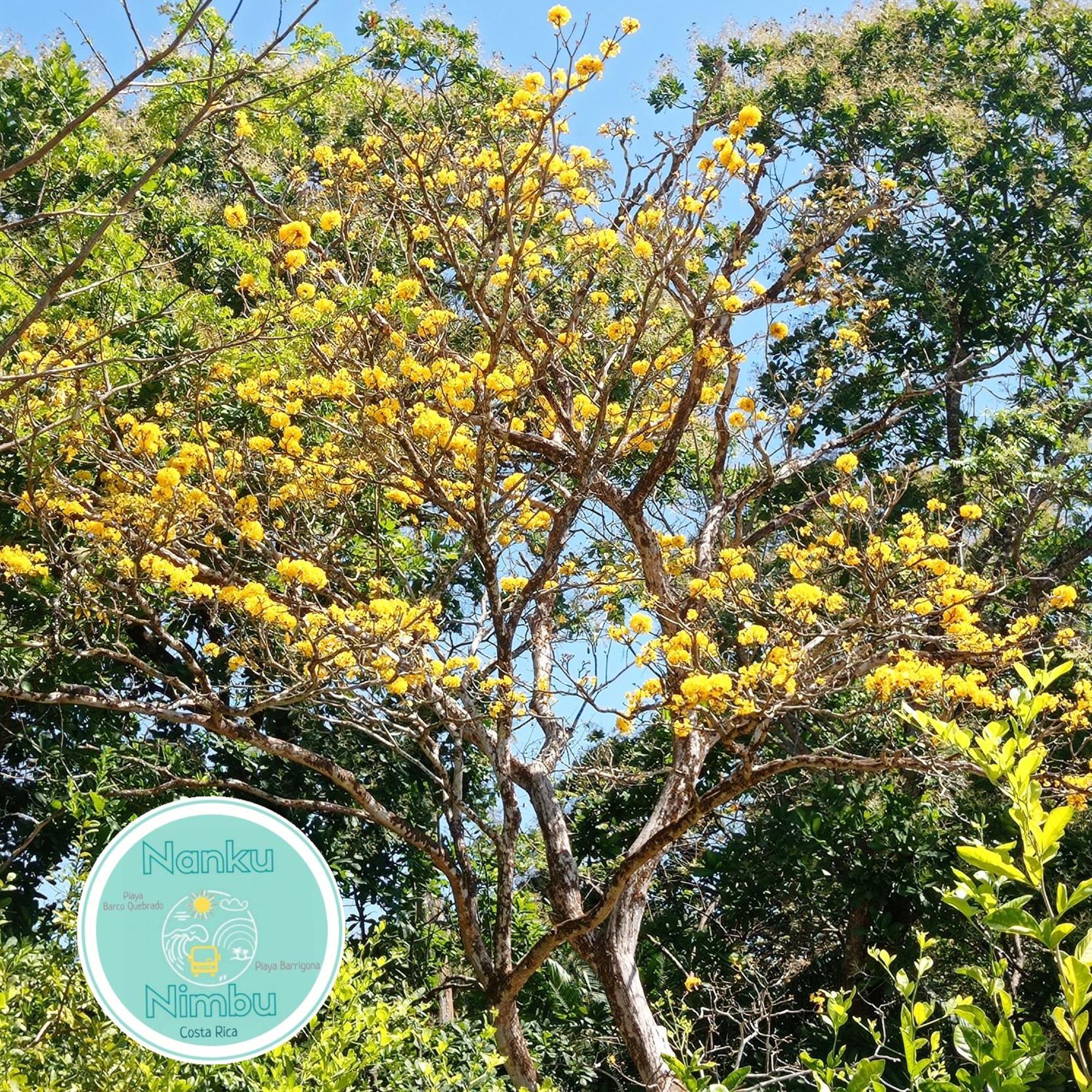 Appartamento Nanku Nimbu Casa-Bus Equipada Cerca De Playas Sámara Esterno foto